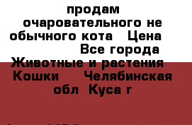 продам очаровательного не обычного кота › Цена ­ 7 000 000 - Все города Животные и растения » Кошки   . Челябинская обл.,Куса г.